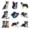 Border Collies — Complete assortment