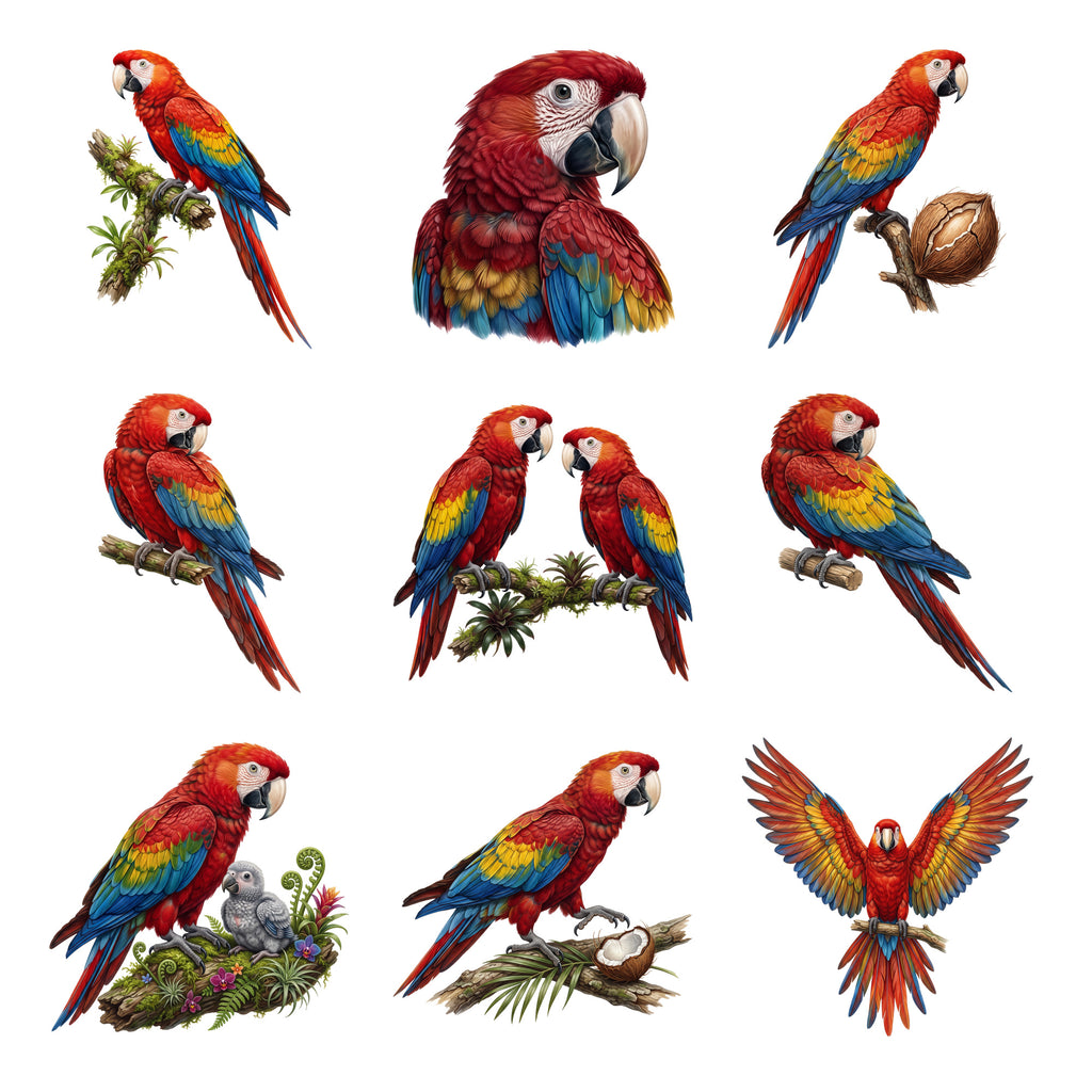 Macaw Rainforest — Complete assortment