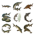 Sturgeon River Giants — Complete assortment