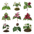 Trillium Forest Floor — Complete assortment