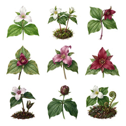 Trillium Forest Floor — Complete assortment