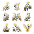 Cockatoo Crests — Complete assortment