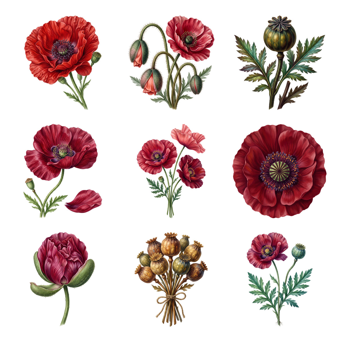 Poppies and Seedpods — Complete assortment