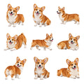 Pembroke Welsh Corgi — Complete assortment