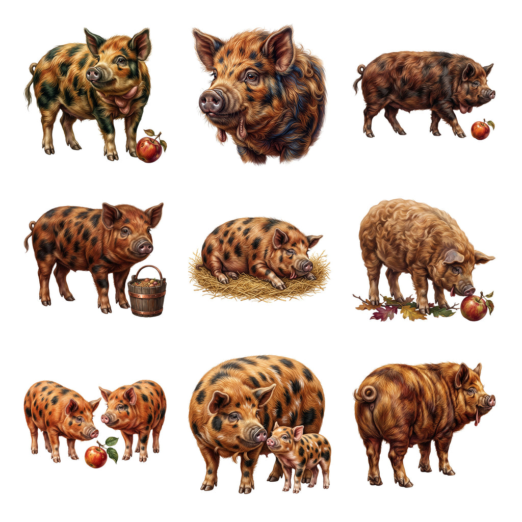 Kunekune Pigs — Complete assortment