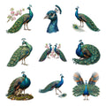 Peacock Feather Fans — Complete assortment
