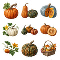 Pumpkin Varieties — Complete assortment