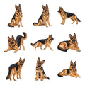 German Shepherd Dog — Complete assortment