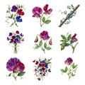 Sweet Pea Climbers — Complete assortment