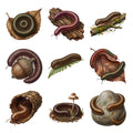 Millipede Forest Floor — Complete assortment