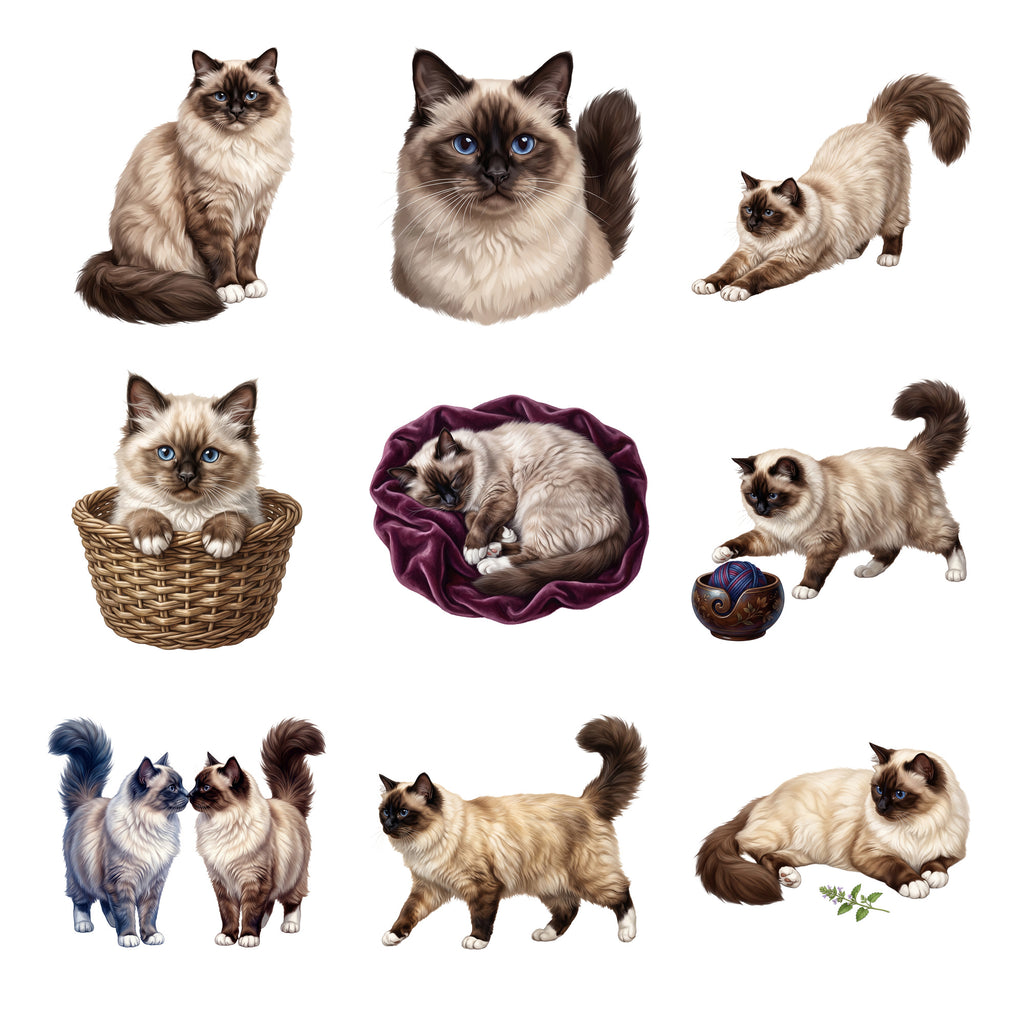 Birman Cats — Complete assortment