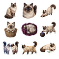 Birman Cats — Complete assortment
