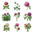 Clover Blossoms — Complete assortment