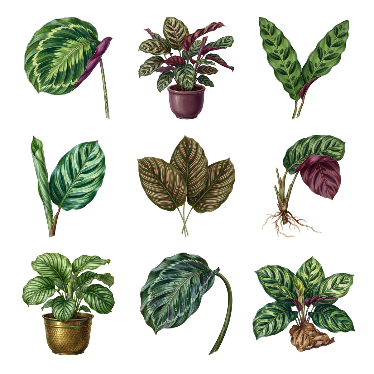 Calathea Leaf Patterns — Complete assortment