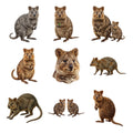 Quokka Island Smiles — Complete assortment