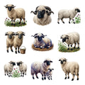 Valais Blacknose Sheep — Complete assortment