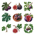 Fig Leaves and Fruit — Complete assortment