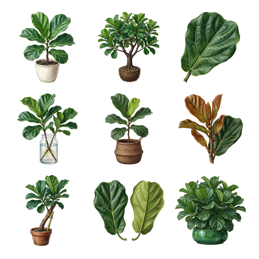Fiddle Leaf Figs — Complete assortment