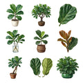 Fiddle Leaf Figs — Complete assortment