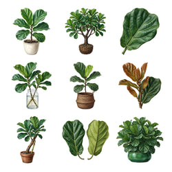 Fiddle Leaf Figs — Complete assortment