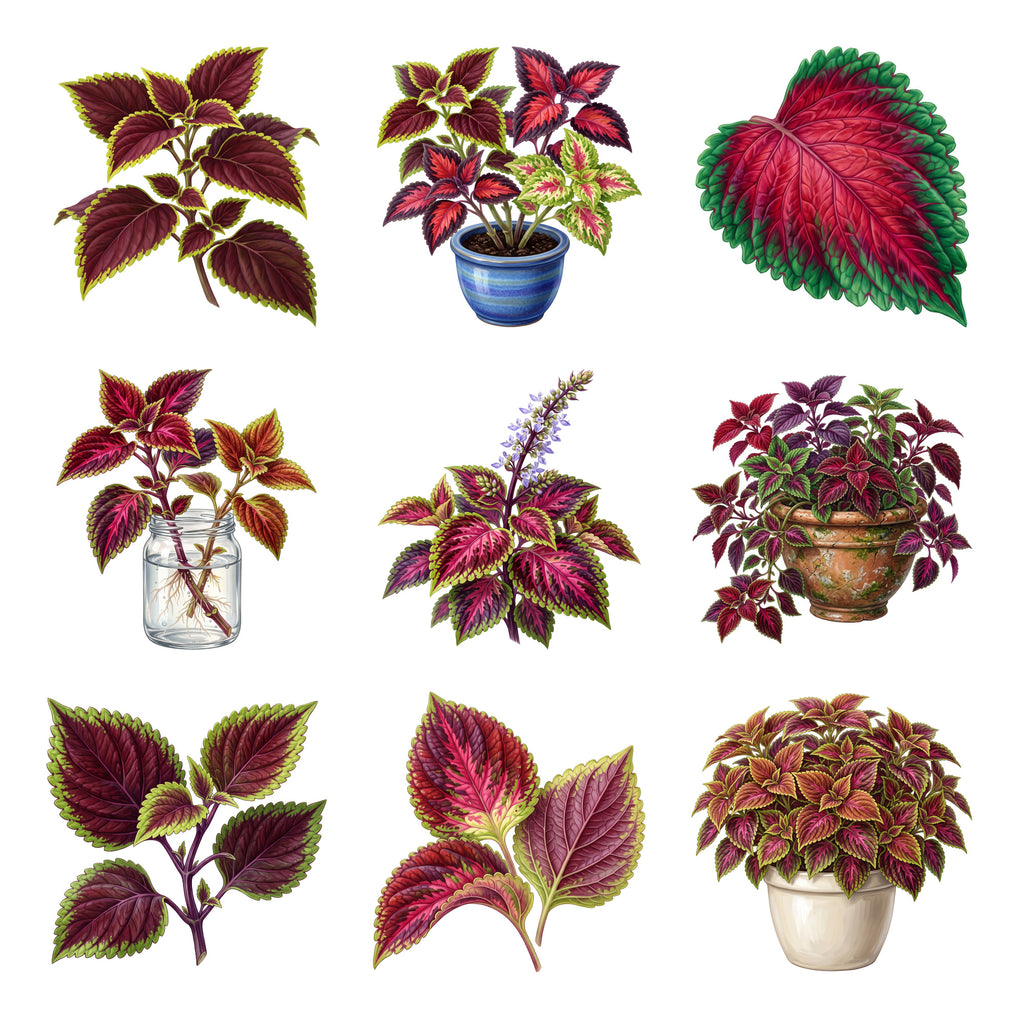 Coleus Painted Foliage — Complete assortment