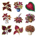 Coleus Painted Foliage — Complete assortment