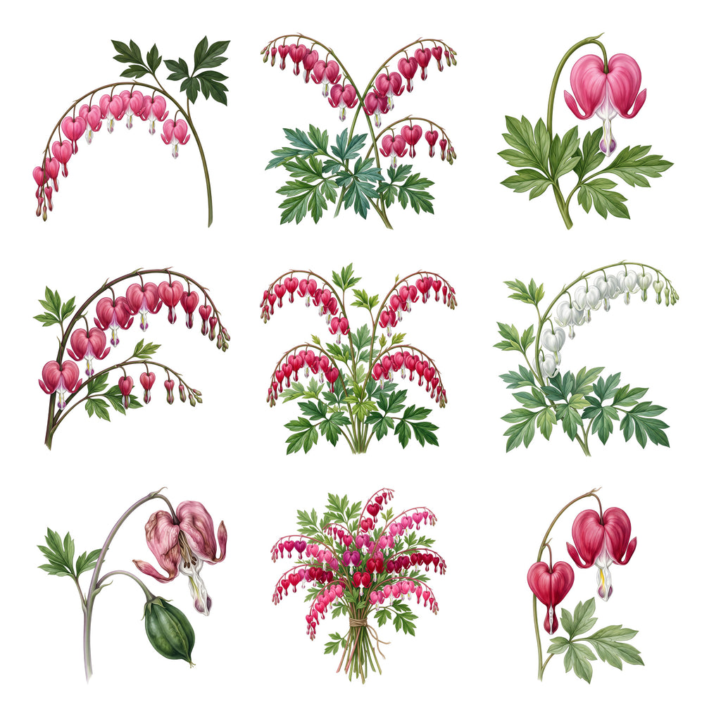 Bleeding Hearts — Complete assortment