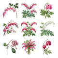 Bleeding Hearts — Complete assortment
