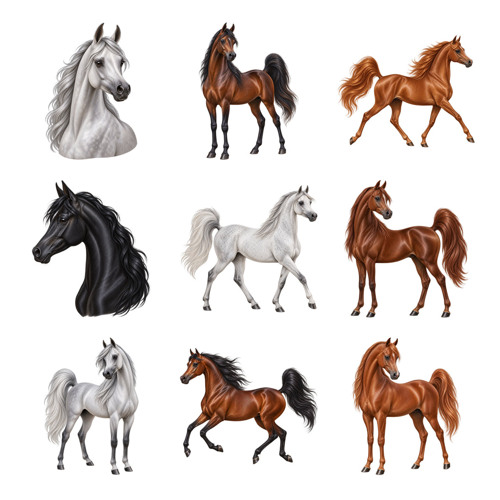 Arabians — Complete assortment