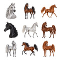 Arabians — Complete assortment