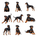 Doberman Pinscher — Complete assortment