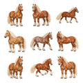Belgian Draft Horses — Complete assortment