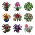 Bromeliad Crowns — Complete assortment