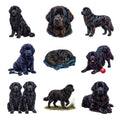 Newfoundlands — Complete assortment