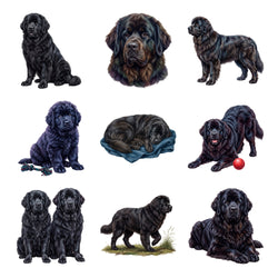 Newfoundlands — Complete assortment