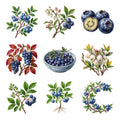 Blueberry Branches — Complete assortment