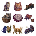Selkirk Rex Cats — Complete assortment