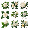 Gardenias and Glossy Leaves — Complete assortment
