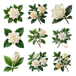 Gardenias and Glossy Leaves — Complete assortment