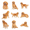 Golden Retriever — Complete assortment