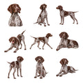 German Shorthaired Pointer — Complete assortment