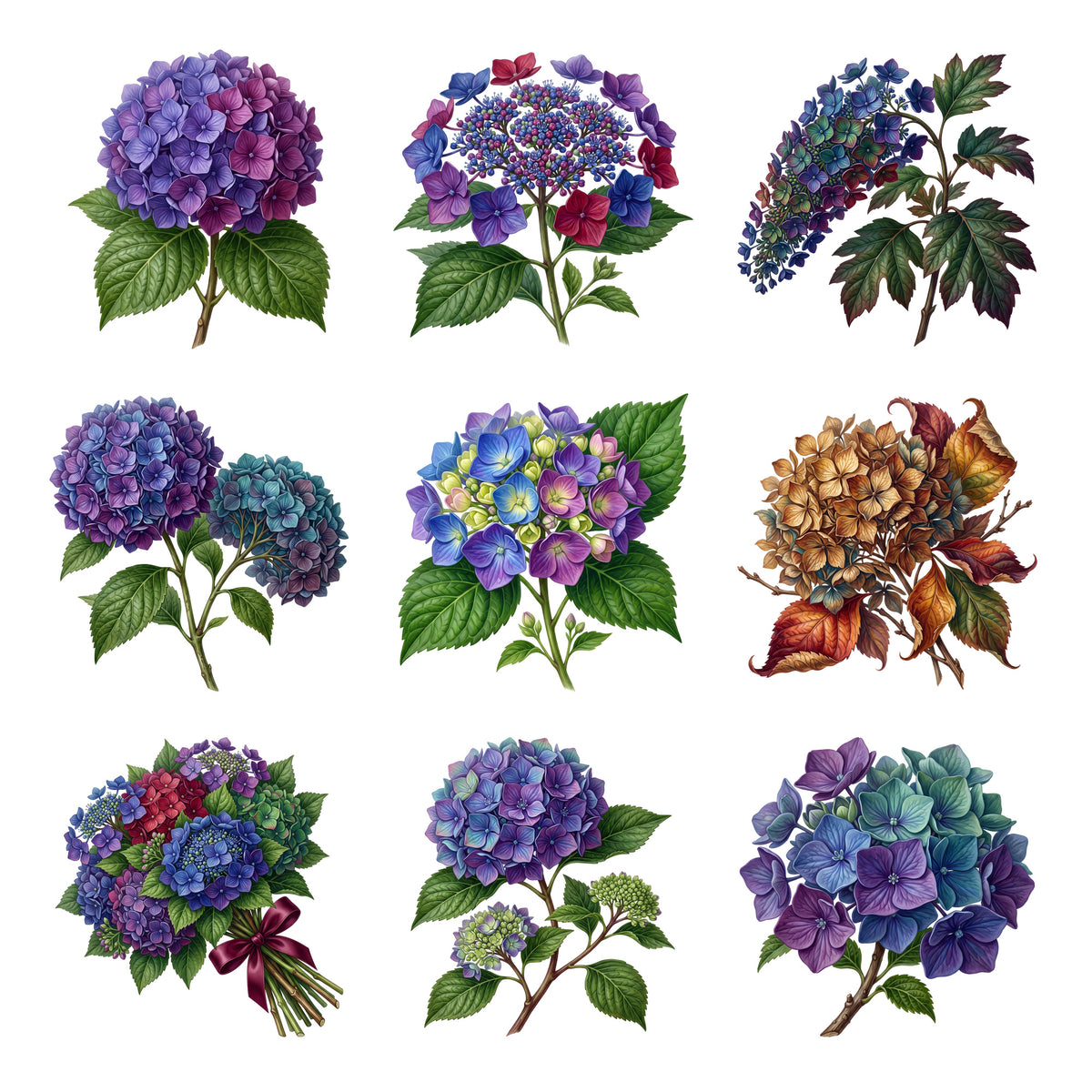 Hydrangea Clusters — Complete assortment