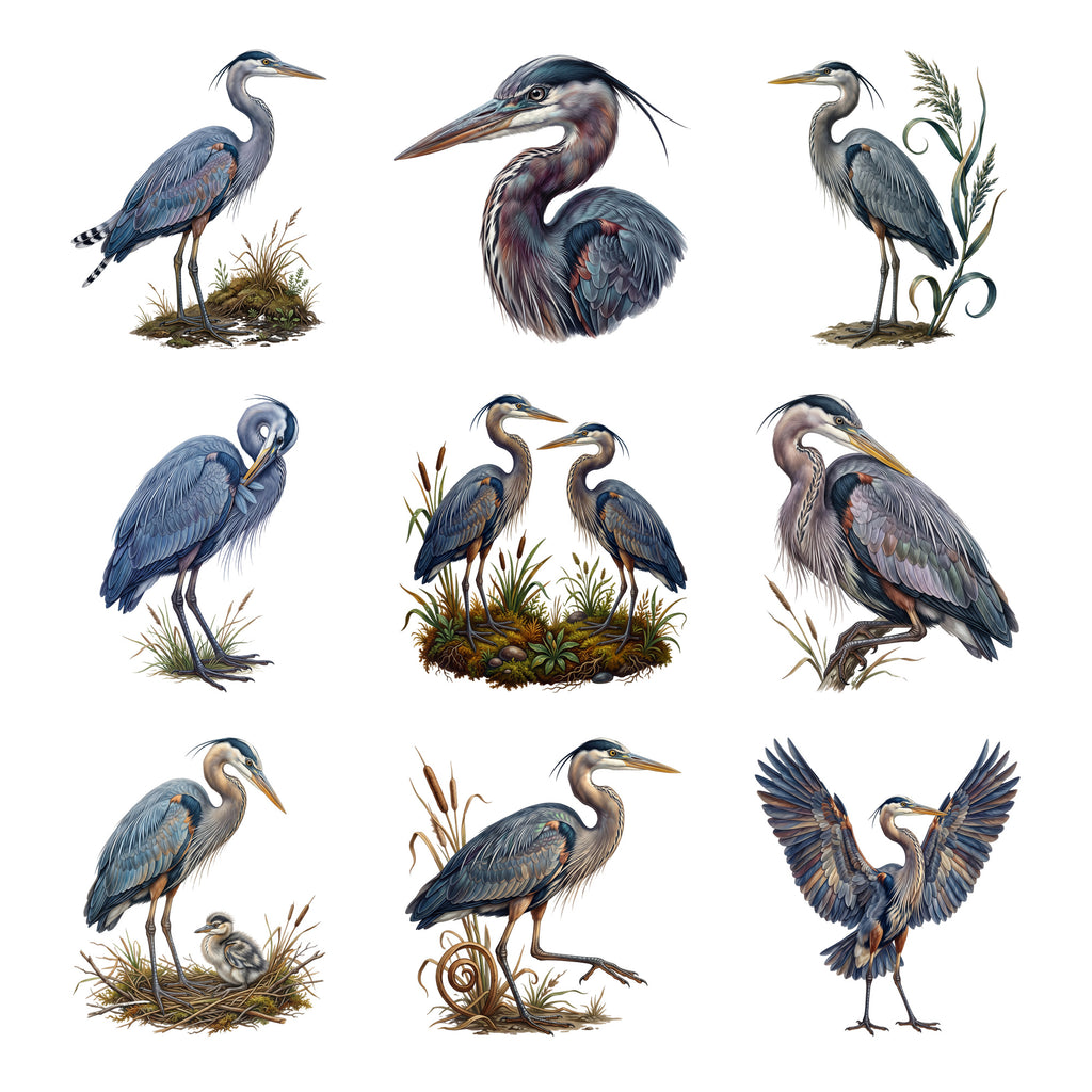 Heron Marsh Watch — Complete assortment
