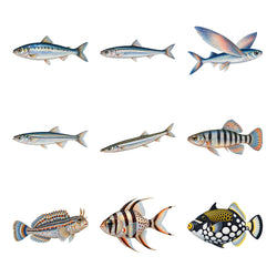 Saltwater Small Species — Complete assortment