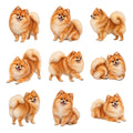 Pomeranian — Complete assortment