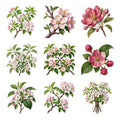 Apple Blossom Sprays — Complete assortment