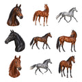 Thoroughbreds — Complete assortment