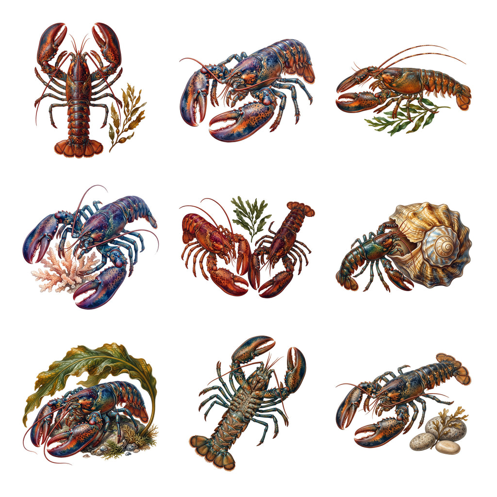 Lobster Rocky Coast — Complete assortment