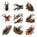 Stag Beetles — Complete assortment