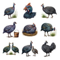 Guinea Fowl Parade — Complete assortment
